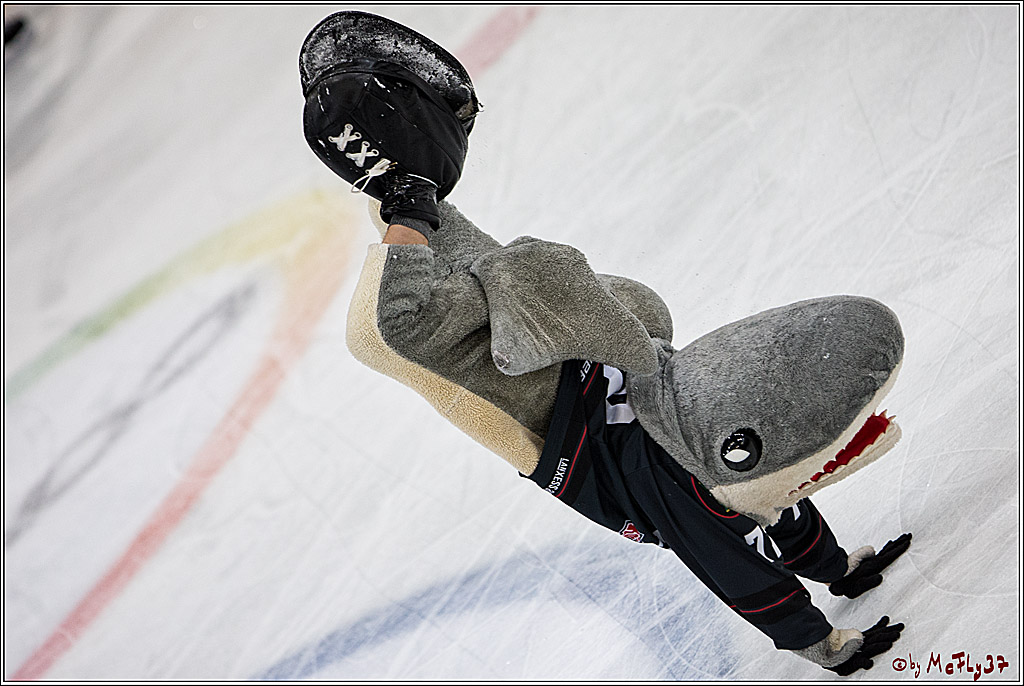 Koelner Haie - Grizzlys Wolfsburg, 16.10.2016, 16.10.2016